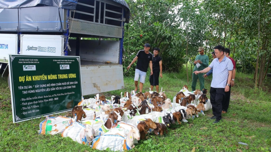 Miền núi Khánh Hoà phát triển chăn nuôi thích ứng rủi ro khí hậu